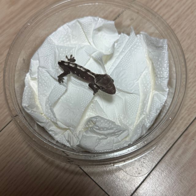 아잔틱 화이트