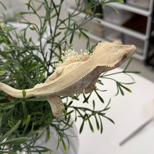 풀핀 릴리화이트