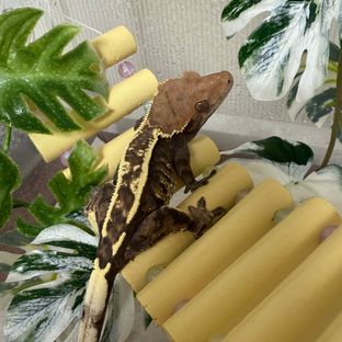 토모