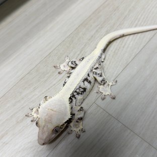 릴리화이트 풀핀 솔리드백