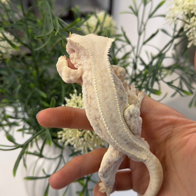 풀핀 릴리화이트