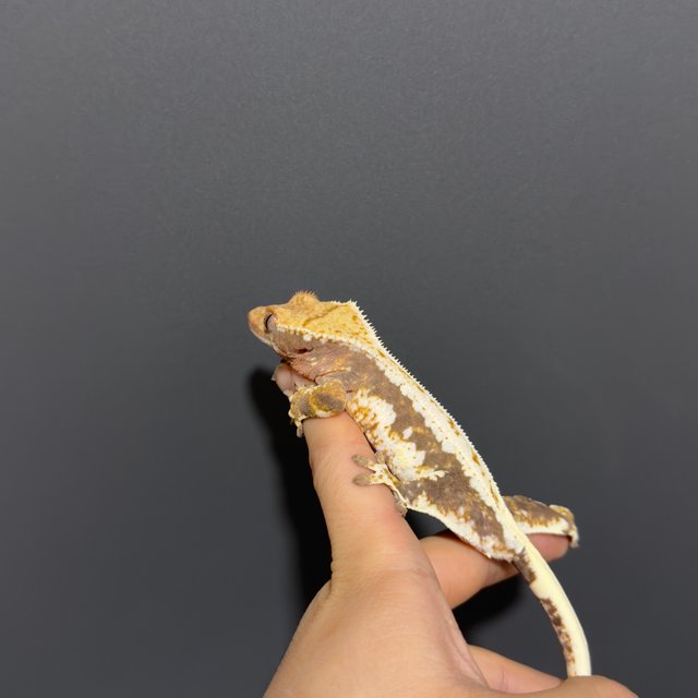 릴리100%헷아잔틱