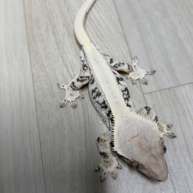 릴리화이트 풀핀 솔리드백