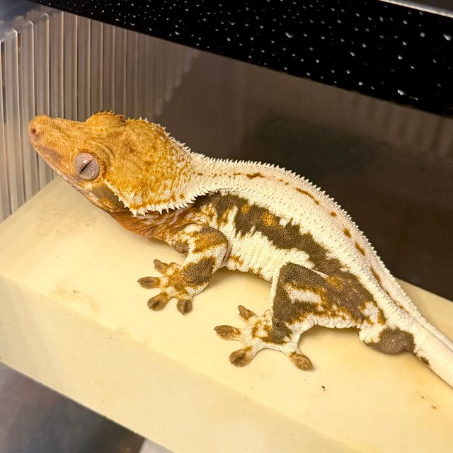 릴리100%헷아잔틱