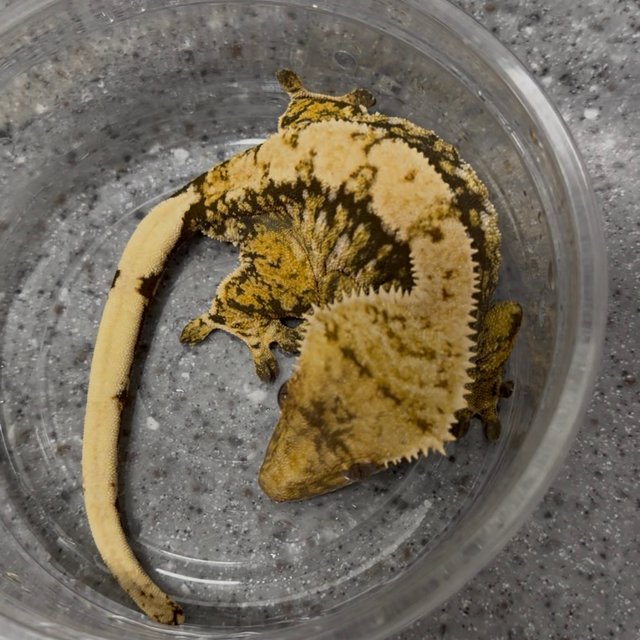 핀스트라이프 트라이