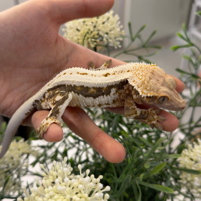 릴리100%헷아잔틱