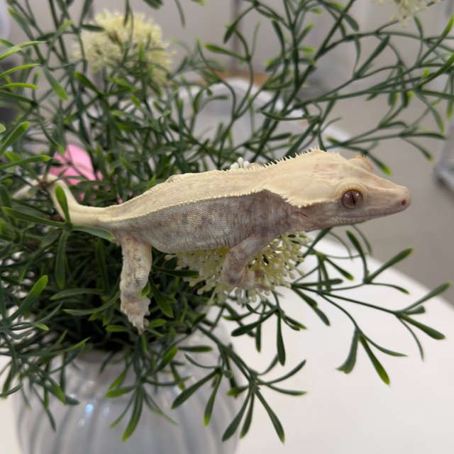 풀핀 릴리화이트