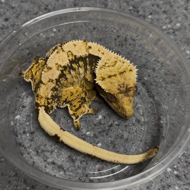 핀스트라이프 트라이