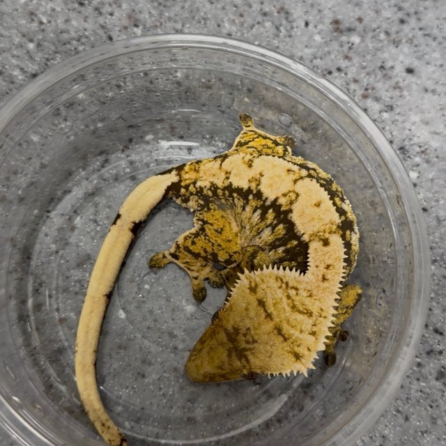 핀스트라이프 트라이