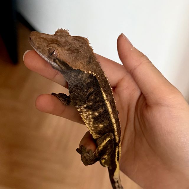 트라이 익스트림할리퀸 카푸치노