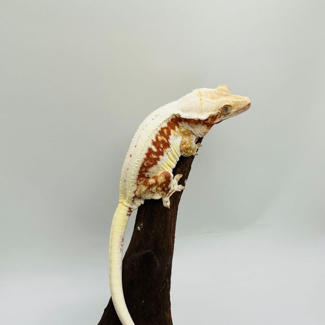 릴리화이트 레드