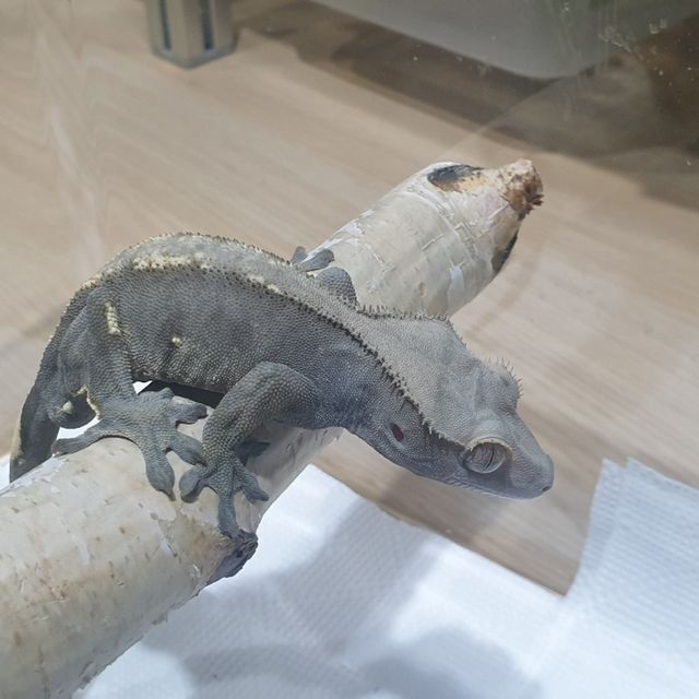플레임 다크 블랙