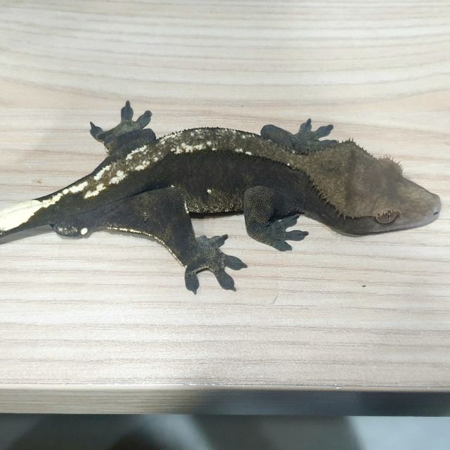 플레임 다크 블랙