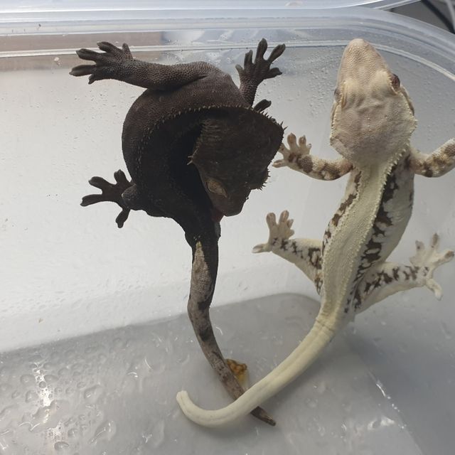 블랙 챠콜