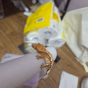 노멀 트라이 화이트핀 익스트림할리퀸 텐저린 바브