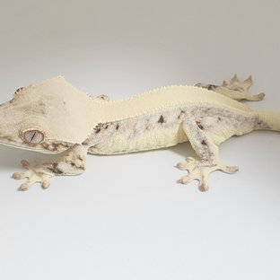 릴리화이트 솔리드백 화이트