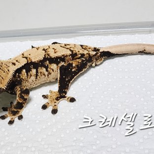 노멀 트라이 익스트림할리퀸 화이트스팟 화이트포트홀