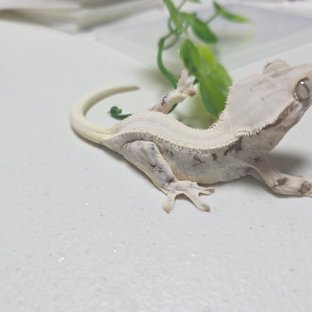 릴리화이트 솔리드백 화이트