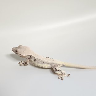 릴리화이트 화이트