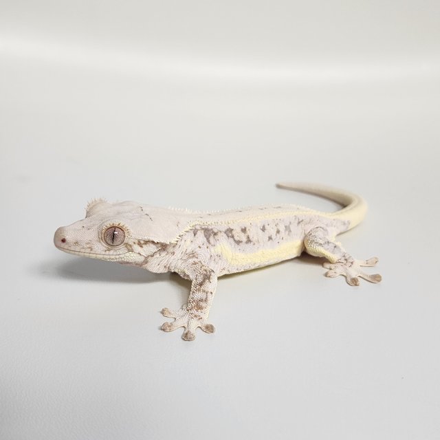 릴리화이트 화이트