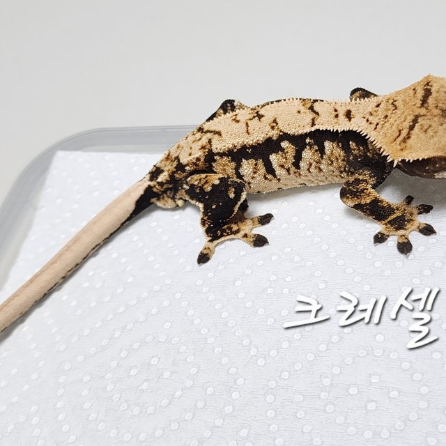 노멀 트라이 익스트림할리퀸 화이트스팟 화이트포트홀