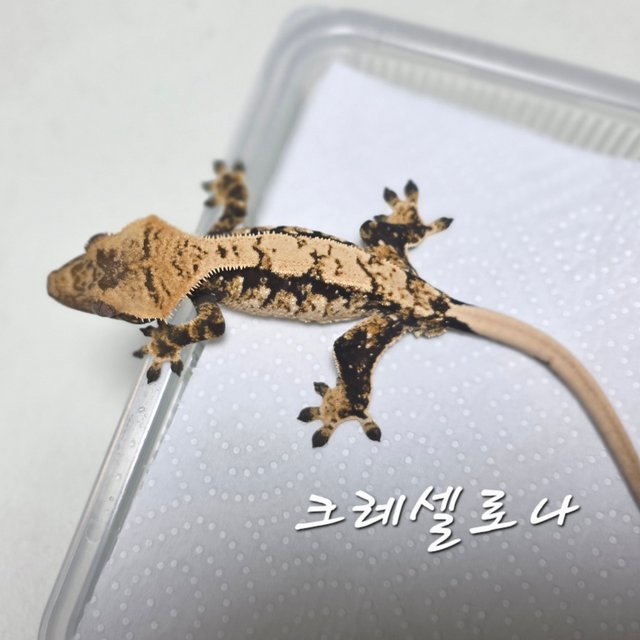 노멀 트라이 익스트림할리퀸 화이트스팟 화이트포트홀