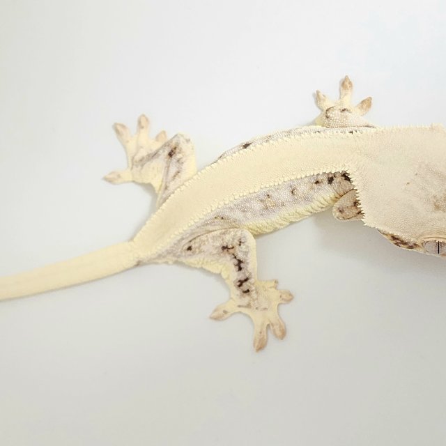 릴리화이트 솔리드백 화이트