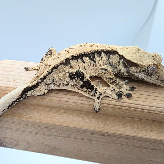 노멀 풀핀 젠젝스