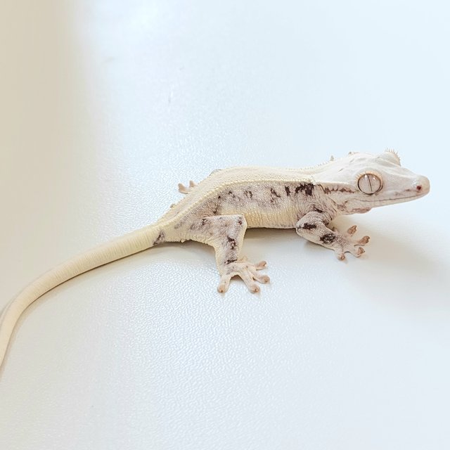 릴리화이트 솔리드백 화이트