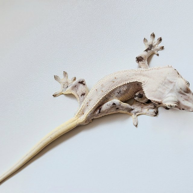 릴리화이트 화이트