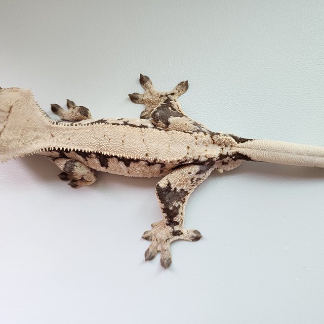 노멀 핀스트라이프