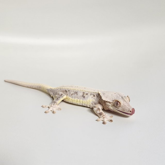 릴리화이트 화이트