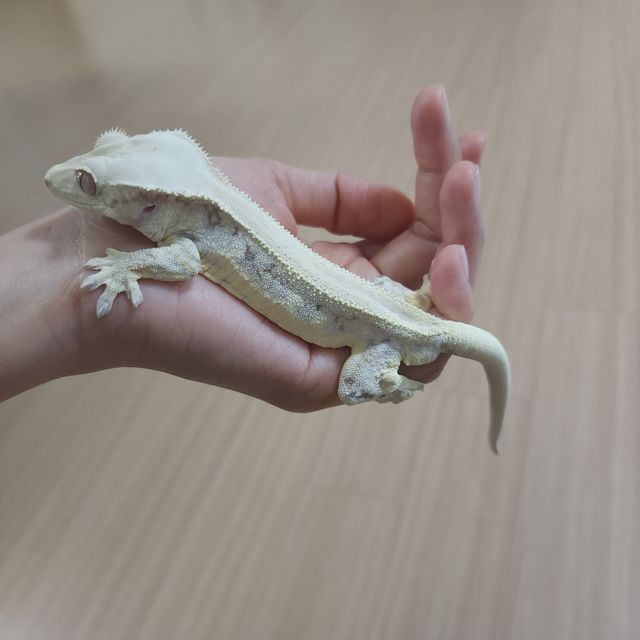 릴리화이트