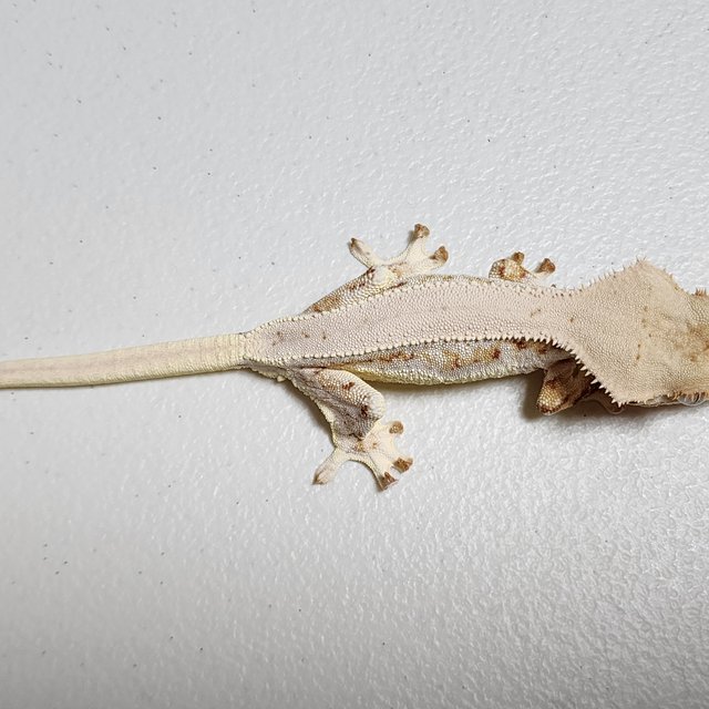 릴리화이트 레드