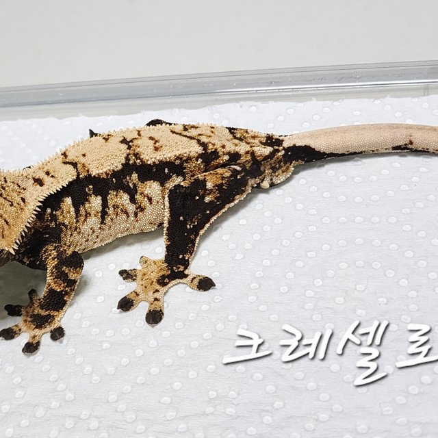 노멀 트라이 익스트림할리퀸 화이트스팟 화이트포트홀