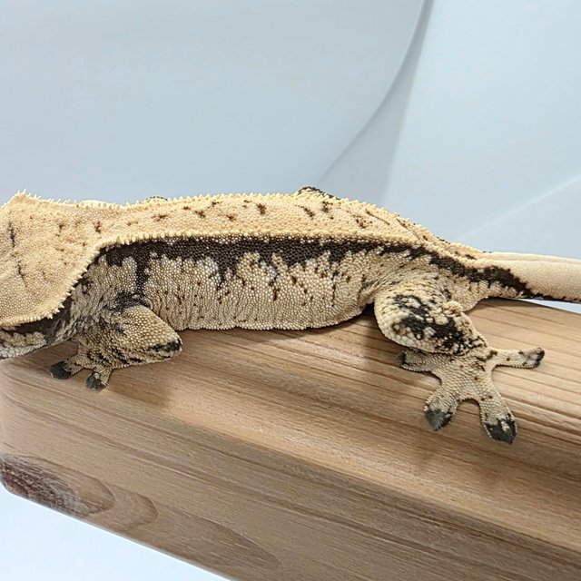 노멀 풀핀 젠젝스