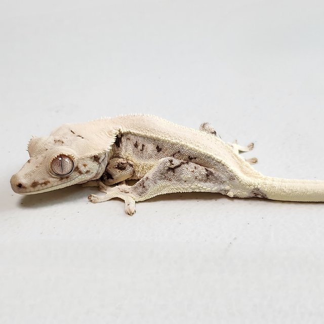 릴리화이트 솔리드백 젠젝스