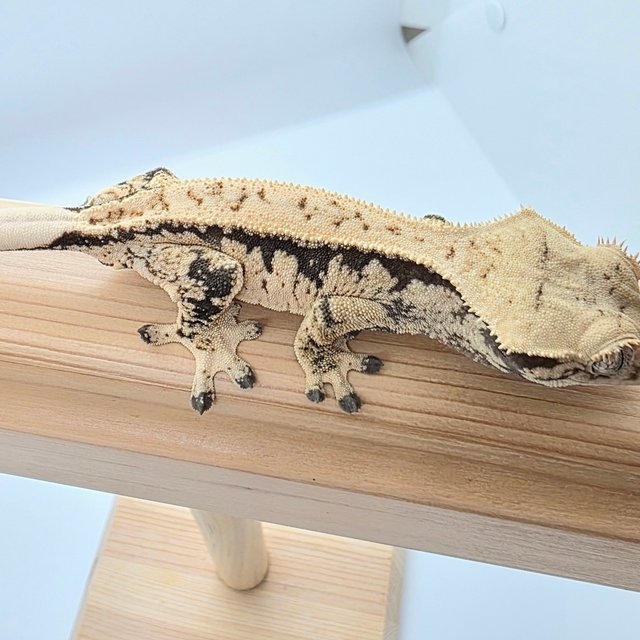 노멀 풀핀 젠젝스