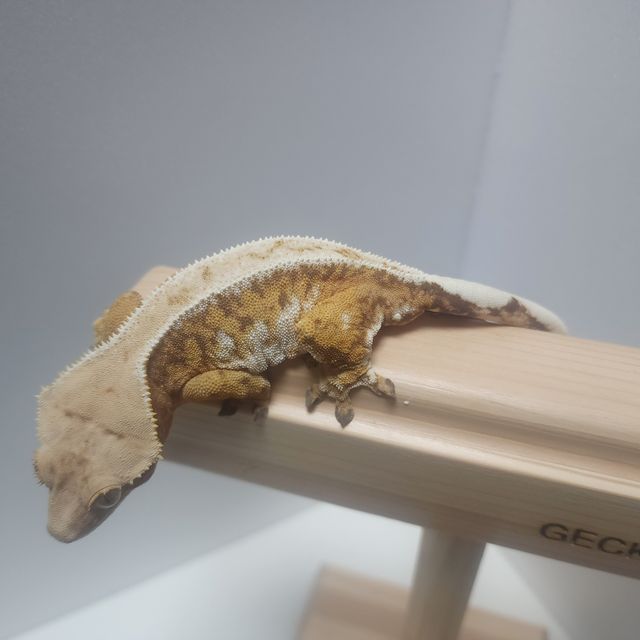 노멀 트라이 드리피 화이트핀