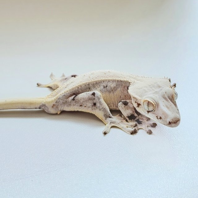 릴리화이트 화이트