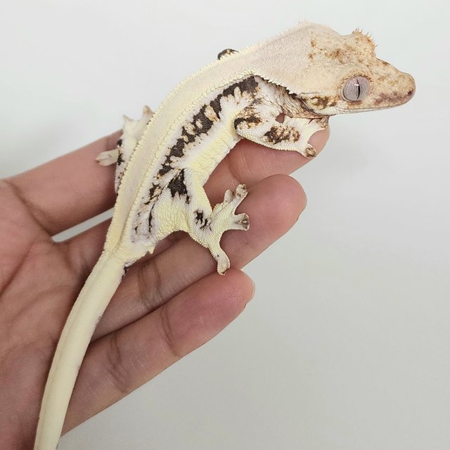 릴리화이트 솔리드백