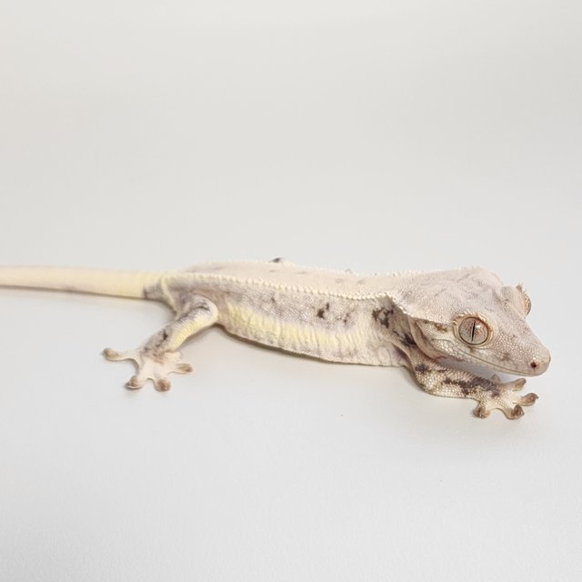 릴리화이트 화이트