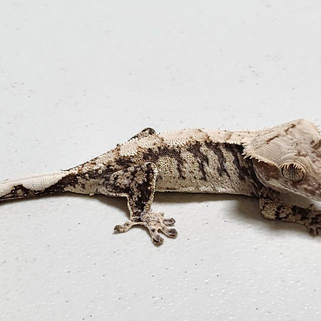 노멀 화이트스팟 화이트포트홀 화이트핀 젠젝스