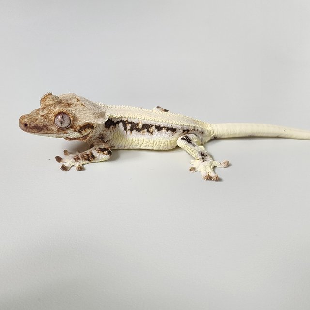 릴리화이트 솔리드백