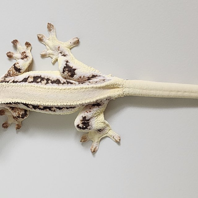 릴리화이트 솔리드백