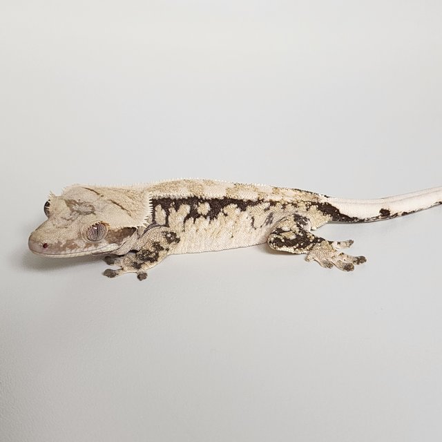 노멀 화이트스팟 화이트포트홀 화이트