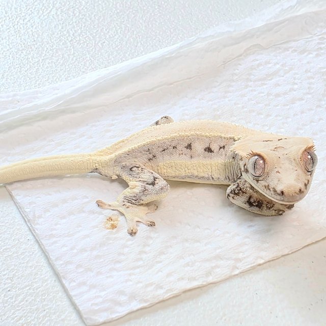 릴리화이트 솔리드백 젠젝스