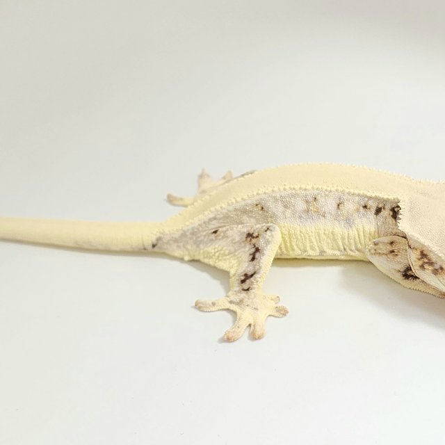 릴리화이트 솔리드백 화이트