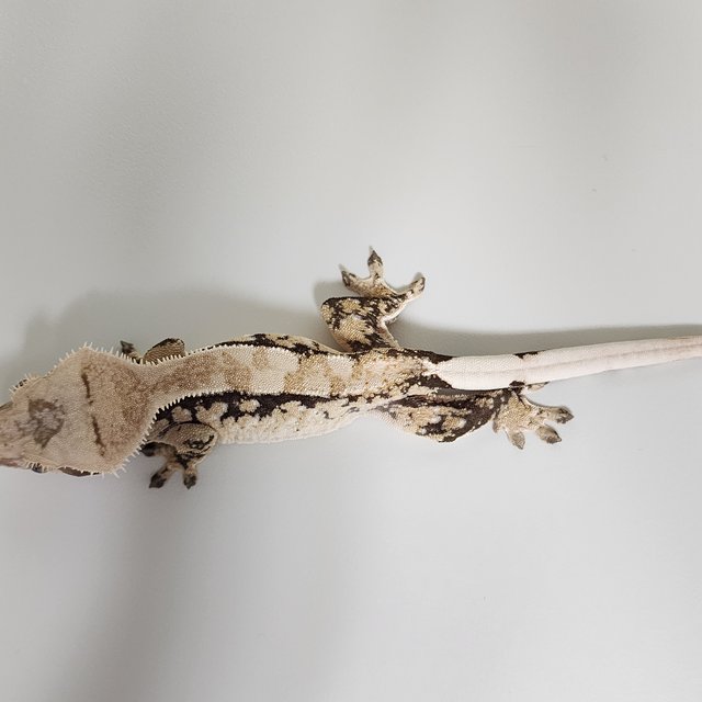 노멀 화이트스팟 화이트포트홀 화이트