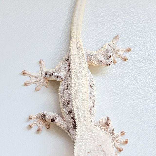 릴리화이트 솔리드백 화이트